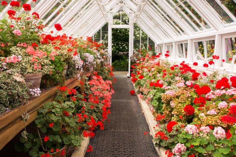 gewaechshaus-blumen-rot